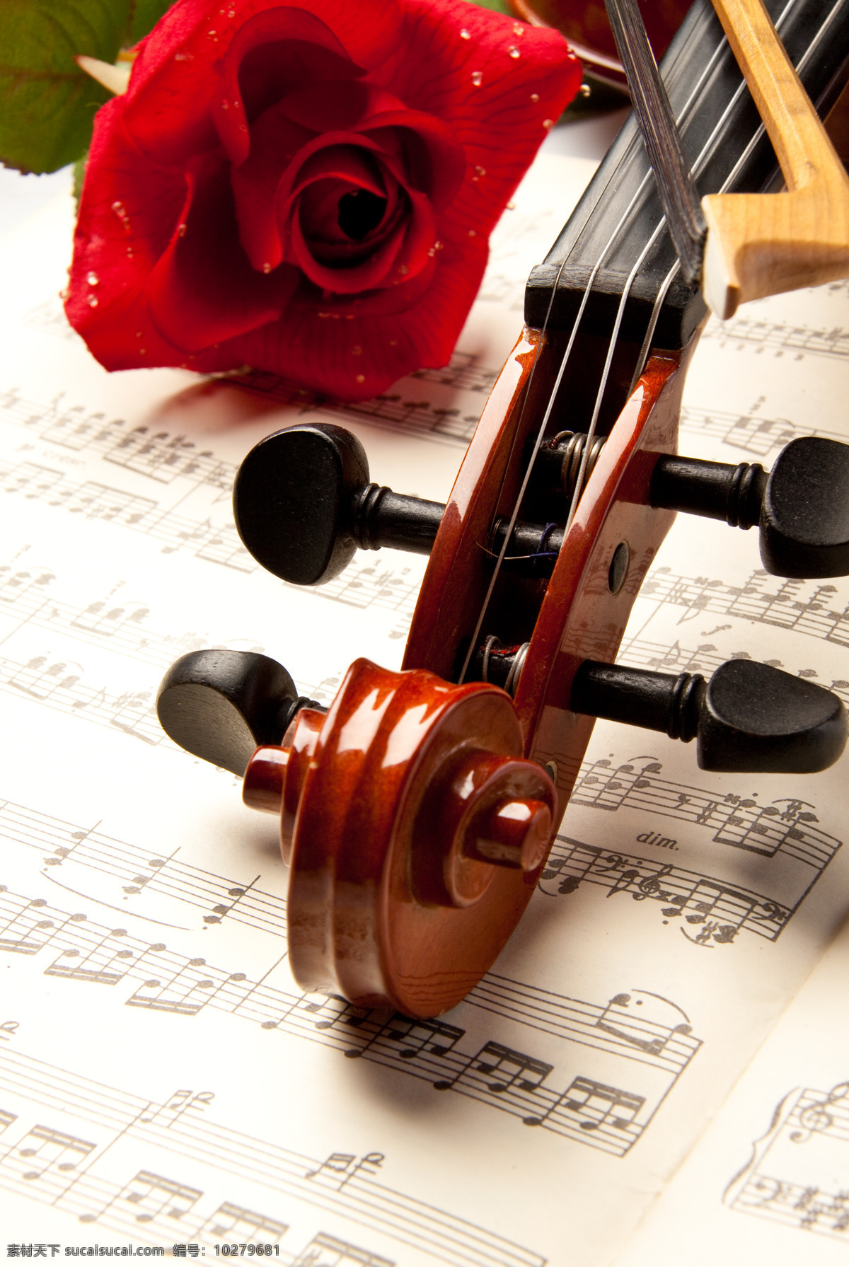 带 水珠 玫瑰 小提琴 音乐 乐器 影音娱乐 鲜花 生活百科