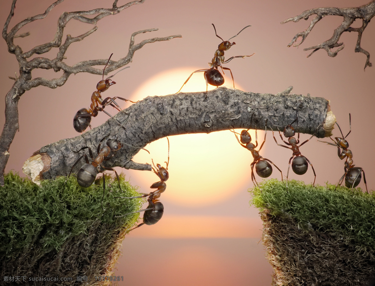 高清 蚂蚁 素材图片 树枝 蚂蚁摄影 蚂蚁素材 昆虫 动物 野生动物 动物世界 昆虫世界 生物世界
