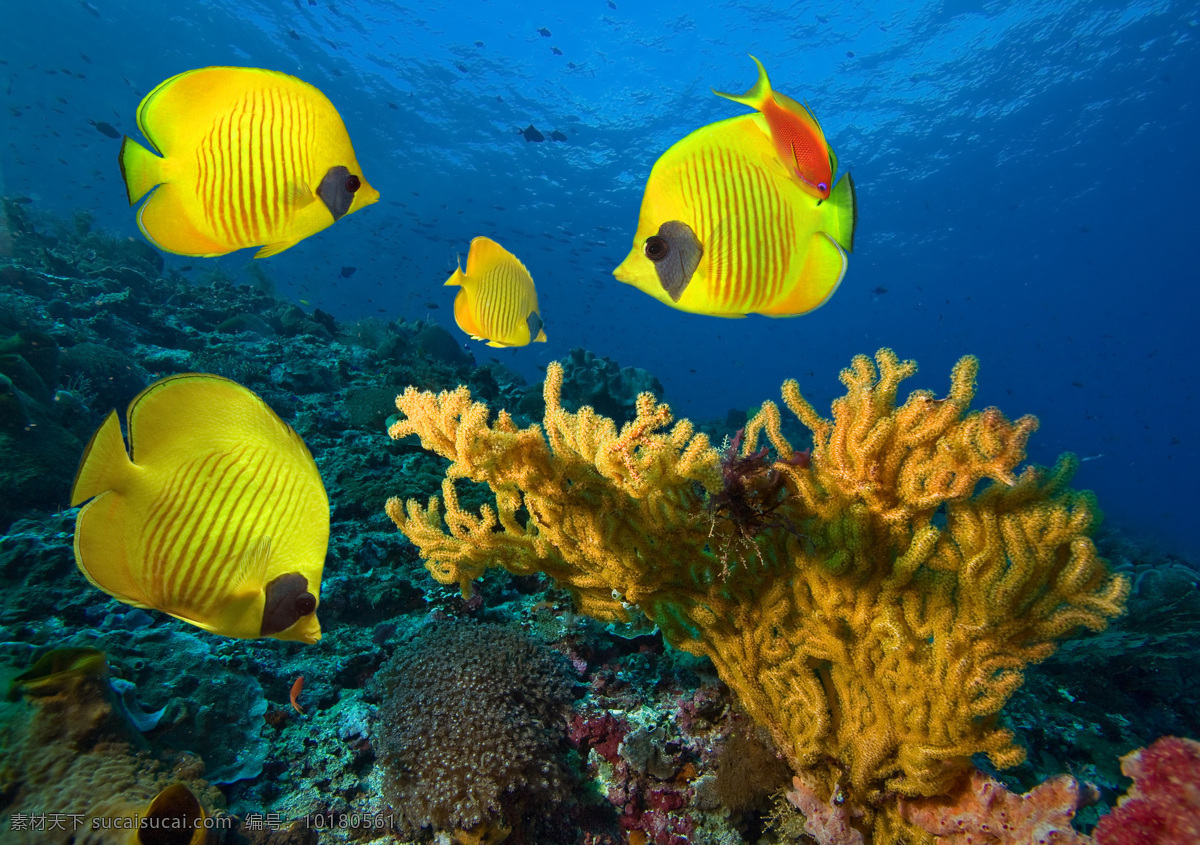 黄色 鱼 美丽 珊瑚 鱼群 海洋海边 自然风光 海底世界 海洋生物 大海图片 风景图片