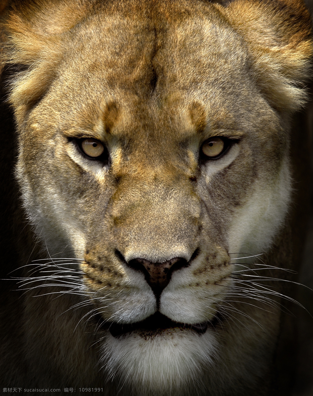 雌狮头部高清 狮子 雌狮 凶猛 头部 哺乳动物 犬科动物 动物世界 生物 摄影图 高清图片 陆地动物 生物世界 黑色
