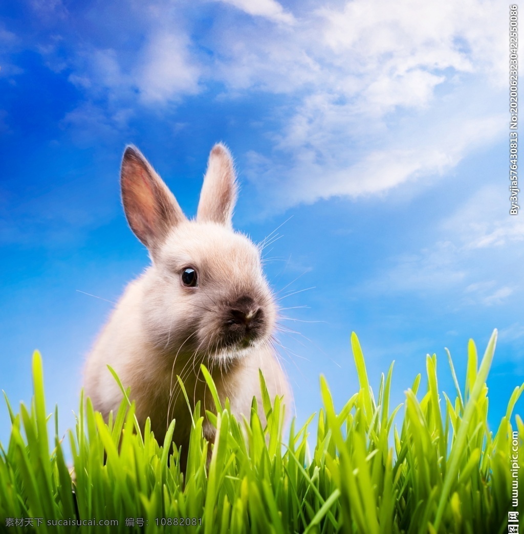 灰兔 小兔子 小白兔 小灰兔 小动物 可爱兔子 动物 白兔 大白兔 黑兔 黄色兔子 毛绒兔 生物世界 野生动物