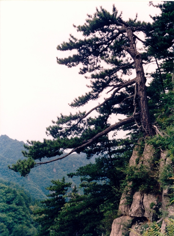 大山 山 奇山 天空 树林 奇 雾 悬崖 峭壁 树 松树 奇树 嵩县风景 自然风景 自然景观 bmp