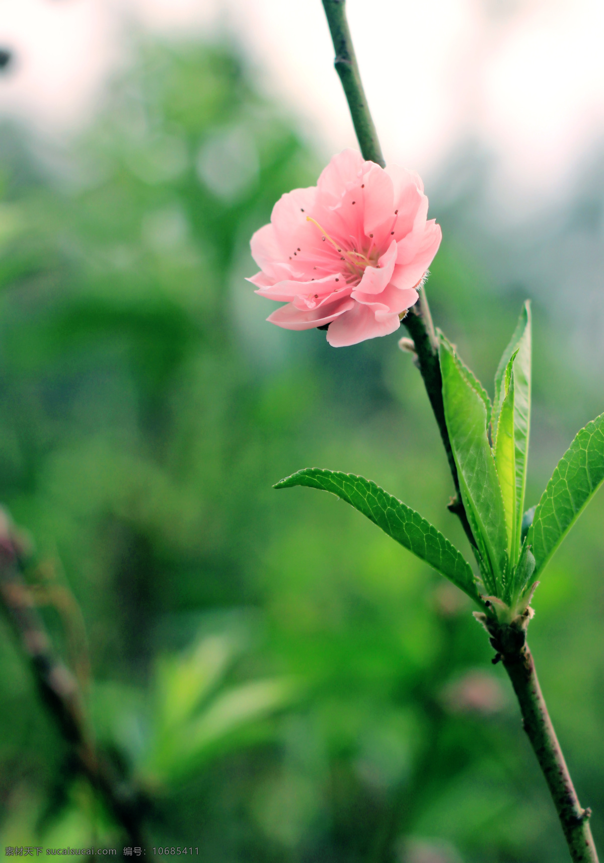 桃花一只 桃花 新春 盛开 树枝 花朵 桃花运 生物世界 花草 绿色