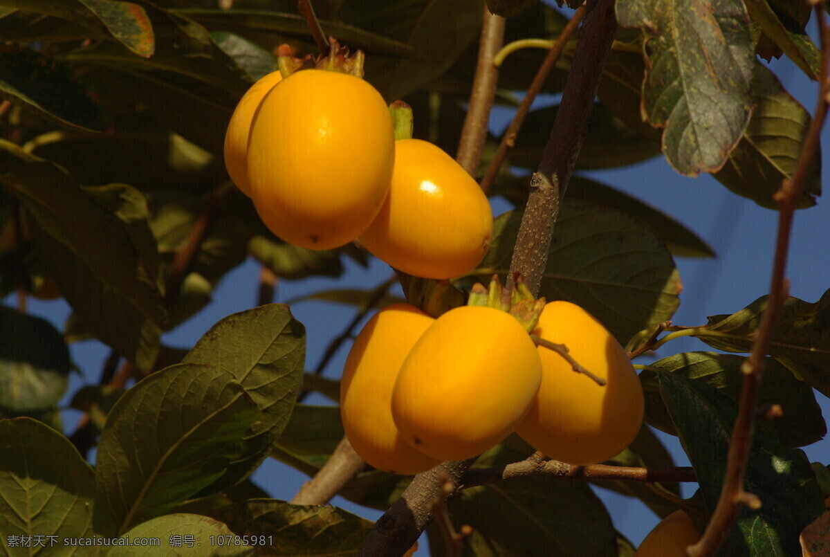 金秋 十月 柿子 黄 水果 美食柿子 生物世界 花卉栽培 花草