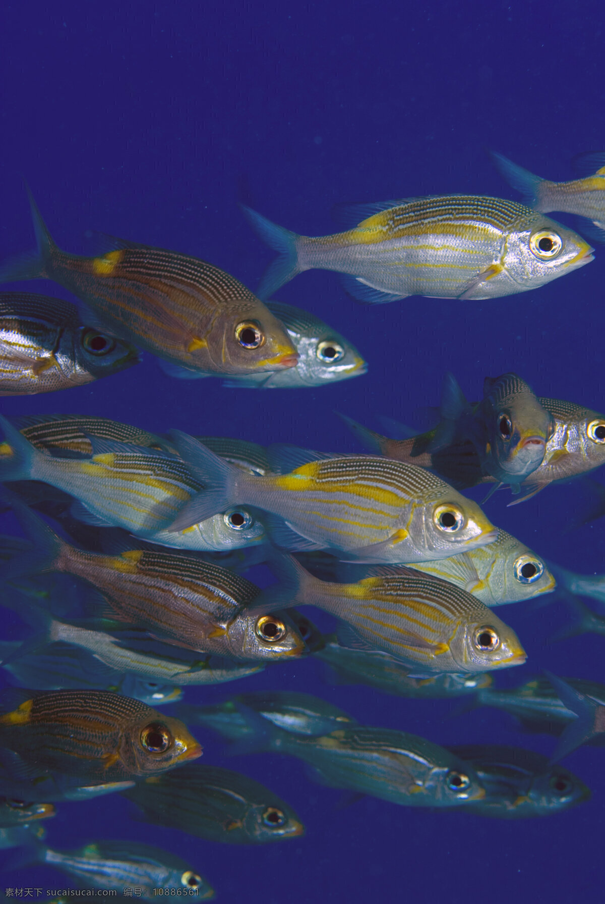 鱼群 特写 海底世界 海底 海洋 大海 海中生物 自然界 鱼类 海鱼 大海图片 风景图片