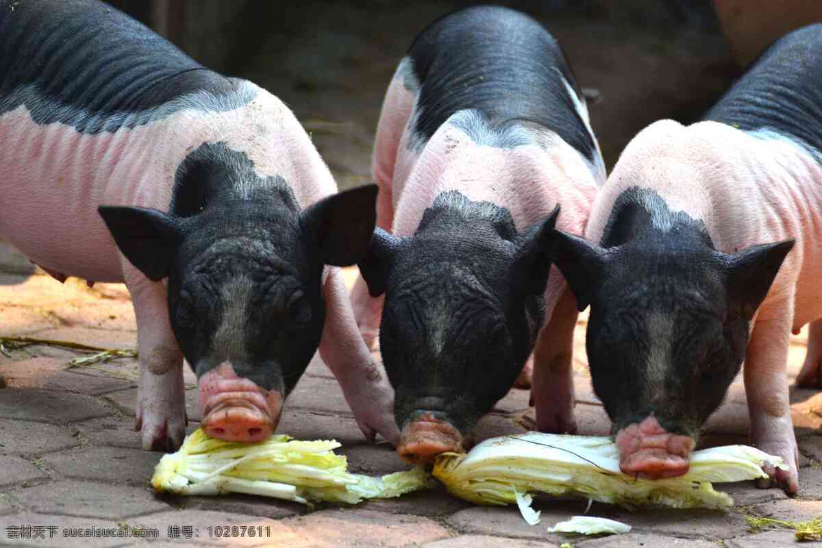 花猪 猪 动物 大肚子猪 猪头像 观赏猪 生物世界 野生动物