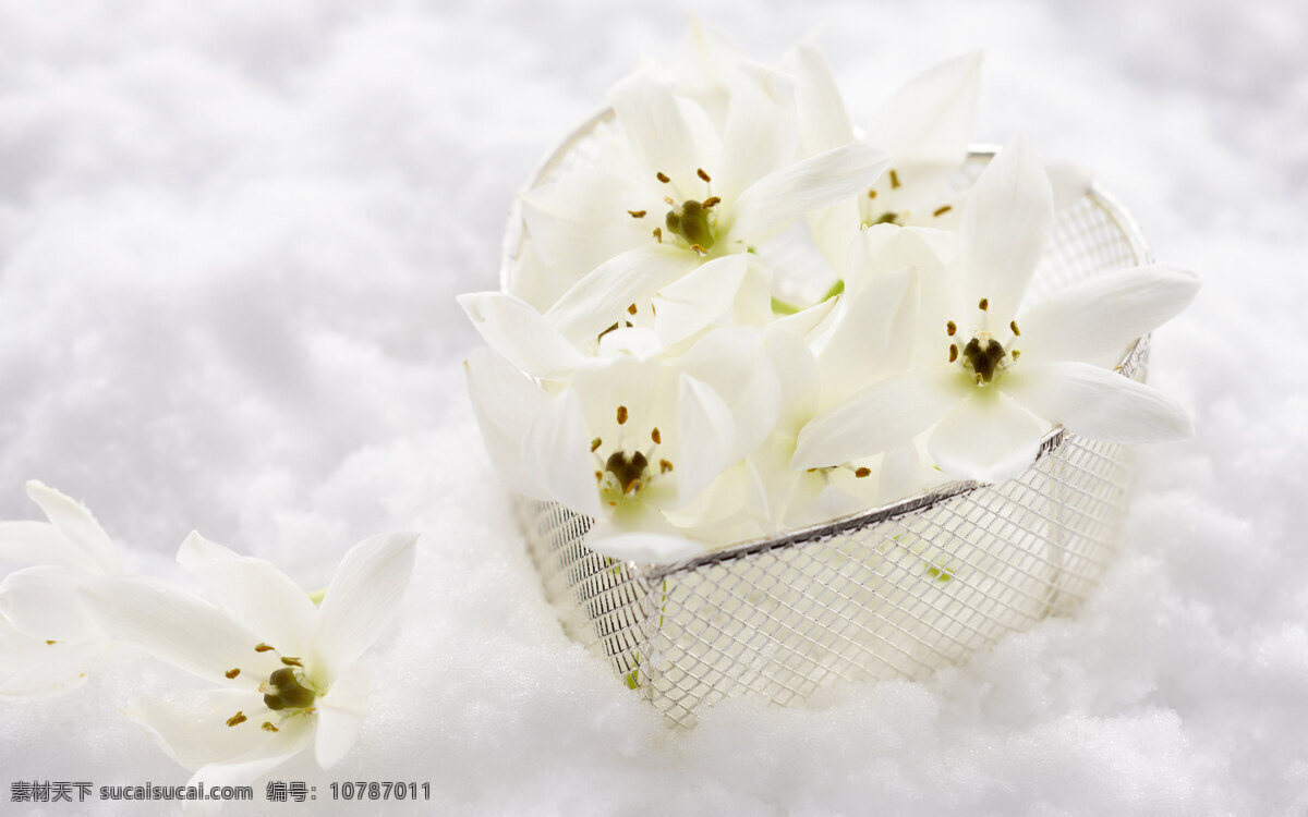 白色 花朵 背景 纯色 浪漫 柔软 舒适 鲜花 背景图片