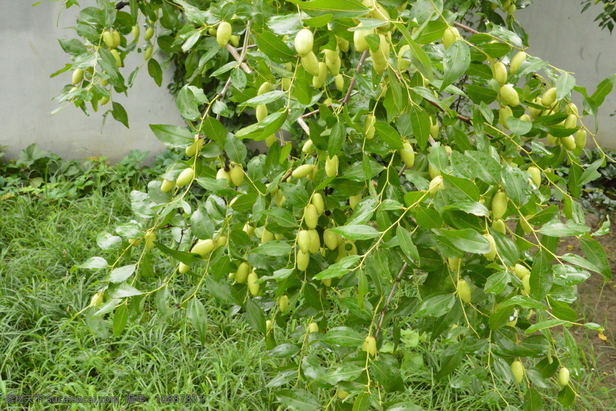 雨露青枣 雨露 水珠 枣 青枣 果实 枝叶 枣树 花草 植物 园林绿化 绿化景观 果品果实 生物世界 水果