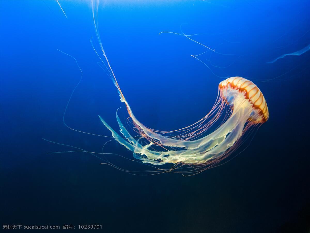 唯美的水母 海洋 生物 唯美 水母 海蜇 生物世界 海洋生物