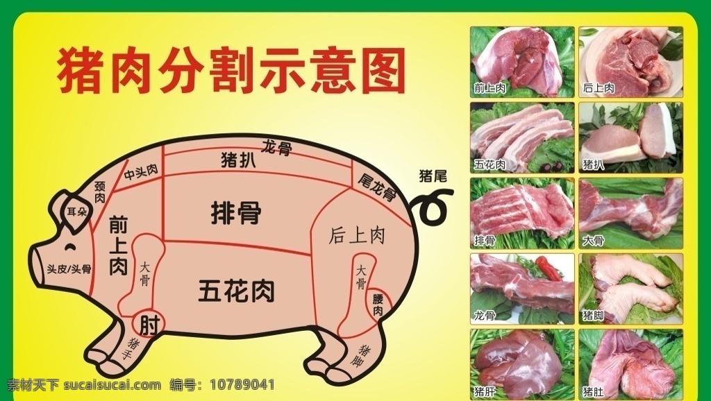 猪肉 分割 示意图 猪 猪肉分割 卡通猪 猪肉分割图