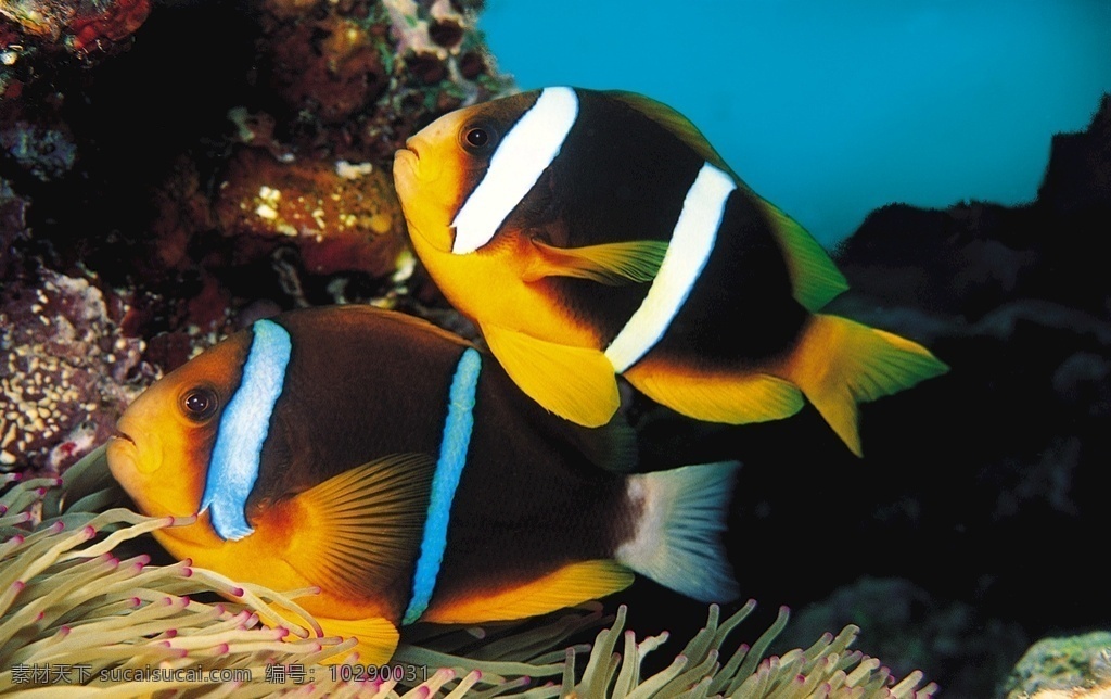 海洋生物 海洋世界 海底世界 海洋鱼类 鱼 海底风光 珊瑚 装饰画 生物世界