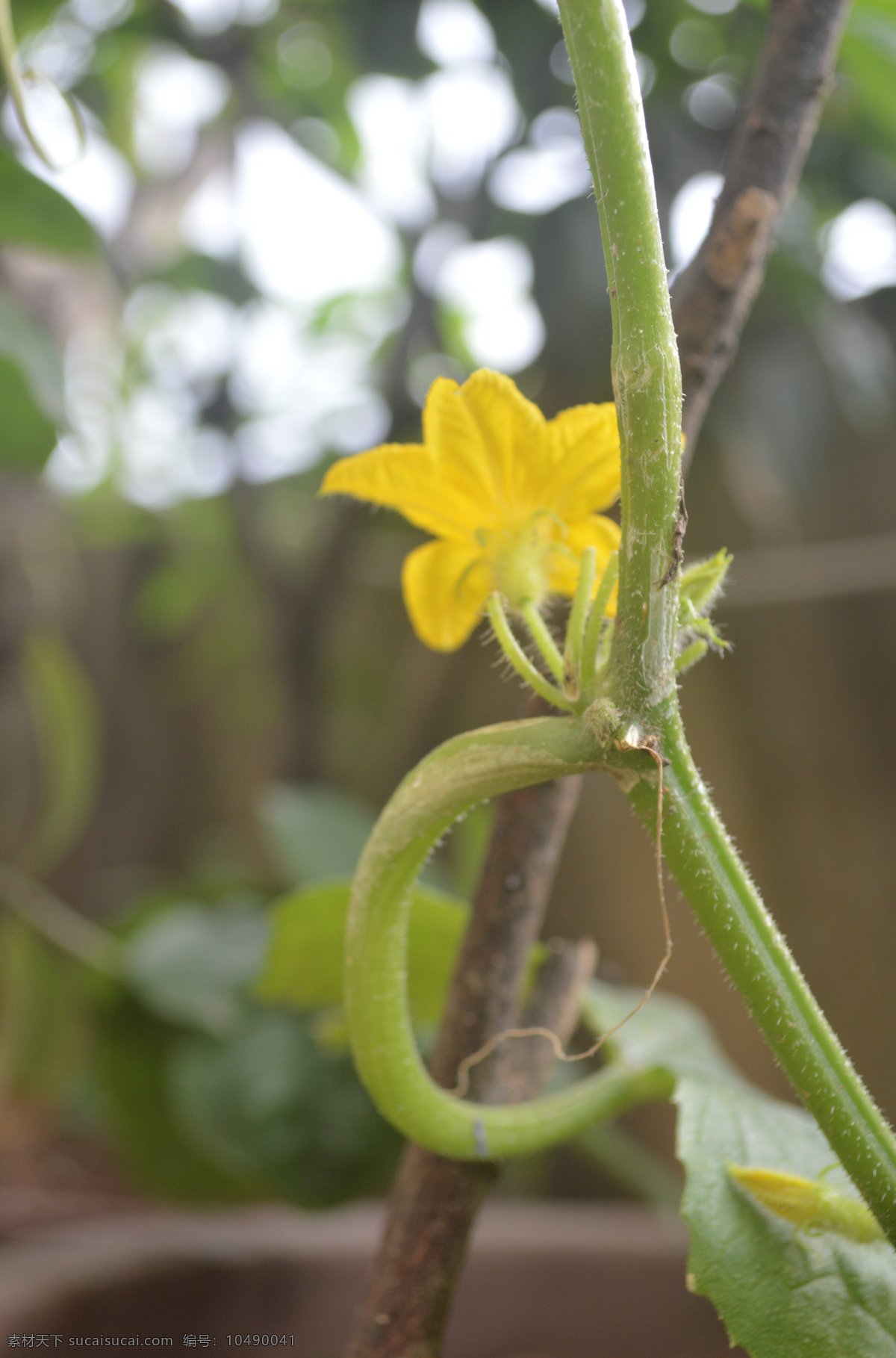 黄瓜 植物 黄瓜藤 小黄瓜 黄瓜花 蔬菜 黄瓜种植 花草 生物世界