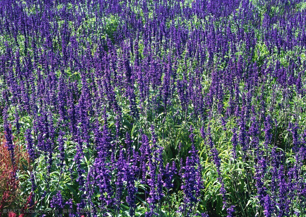 熏衣草 花卉 自然风景 花草 生物世界 鲜花 花海 花卉风景 紫色 花草树木
