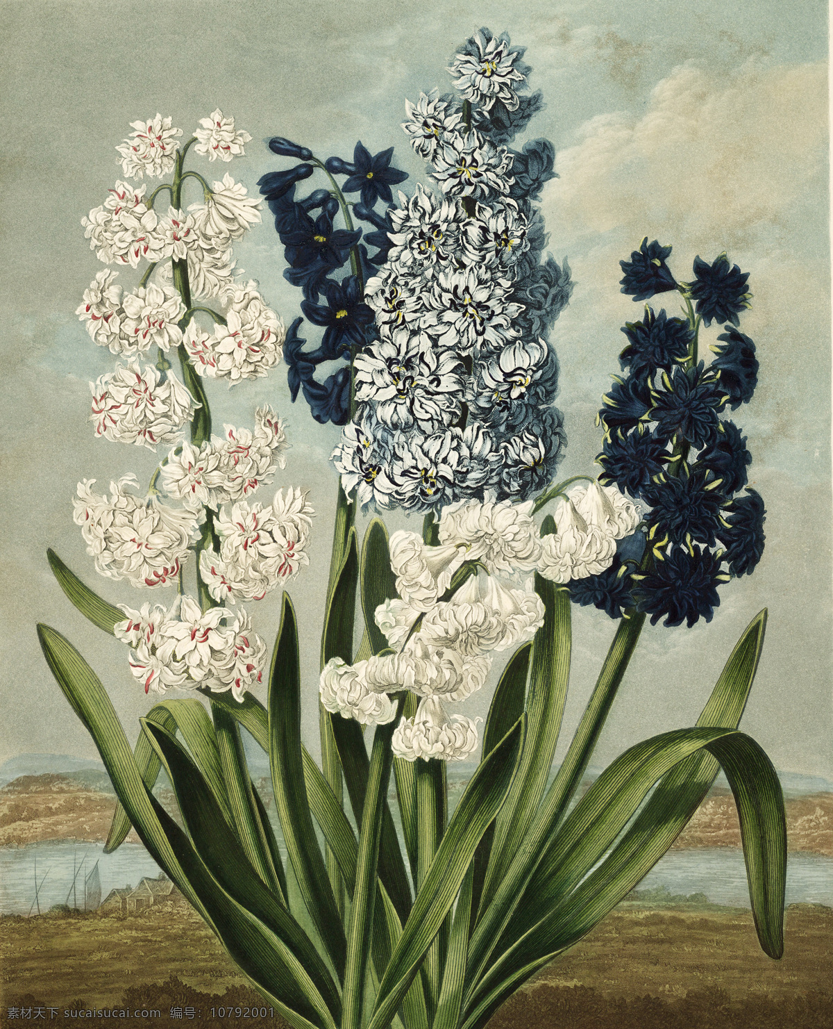 漂亮 风信子 油画 绘画 艺术 写生 水墨 花草 画 水墨画 风景 其他艺术 文化艺术 黑色