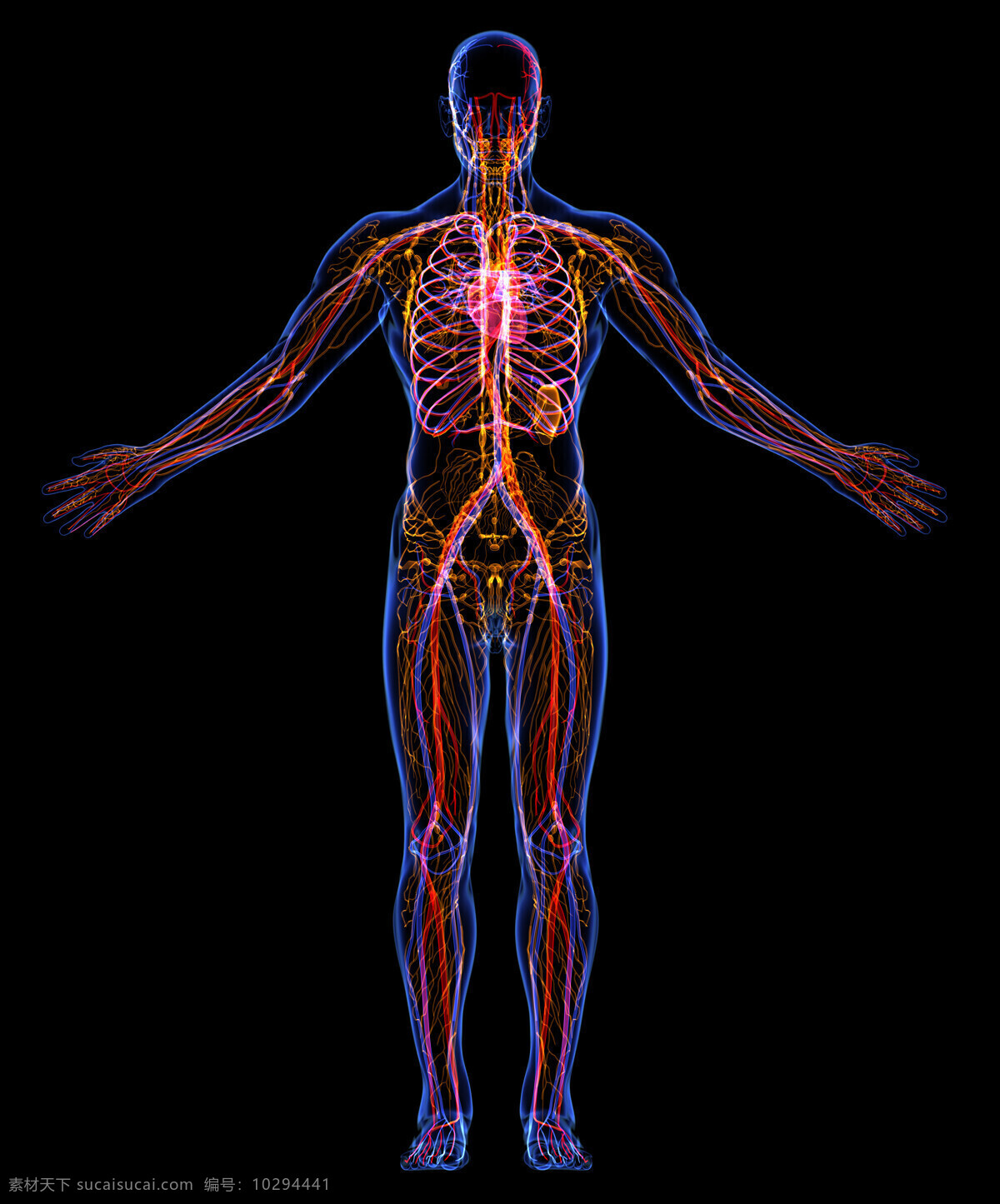人体肌肉 肌肉 医学研究 医学人体 透视人体 人体结构 医学
