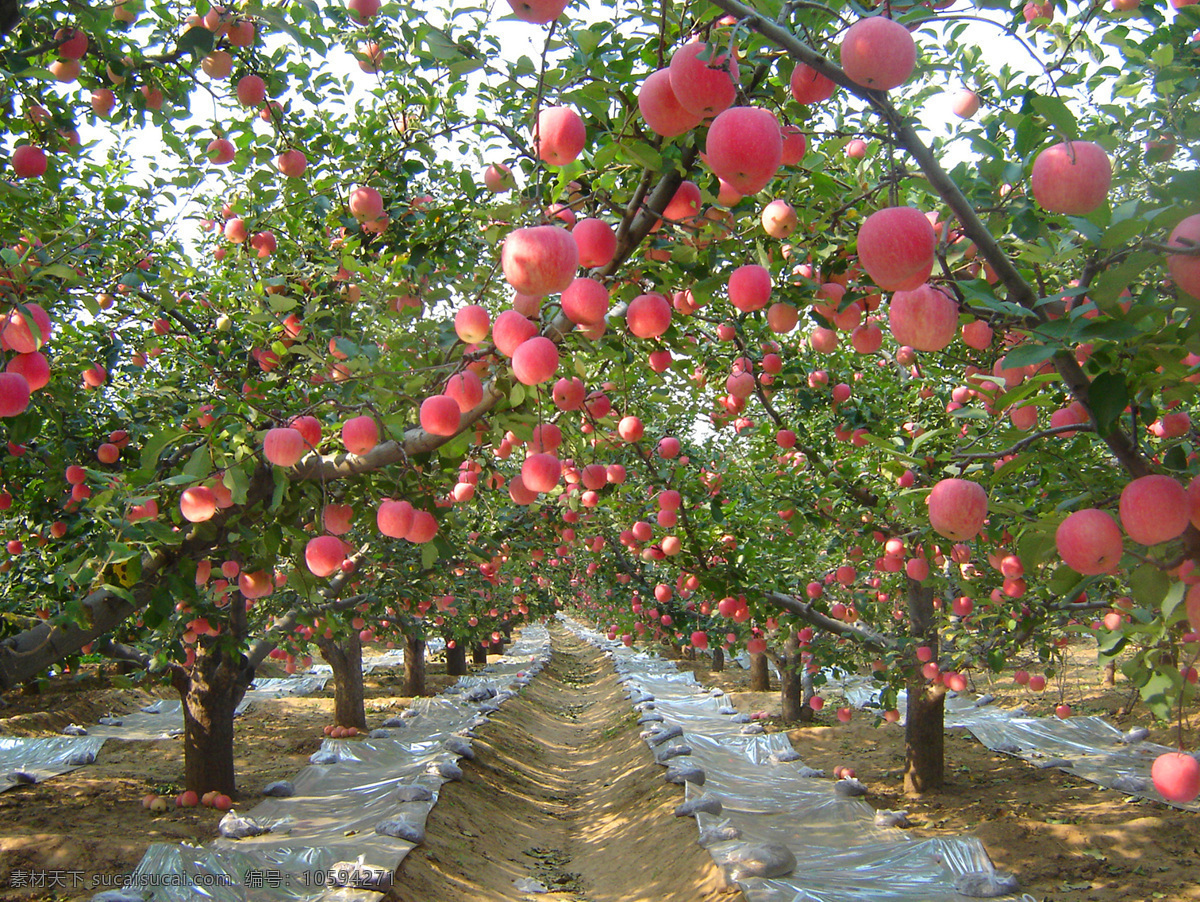 红彤彤大苹果 现代果园建设 静宁红富士 漂亮的苹果 苹果树 摄影图片包 自然景观 田园风光