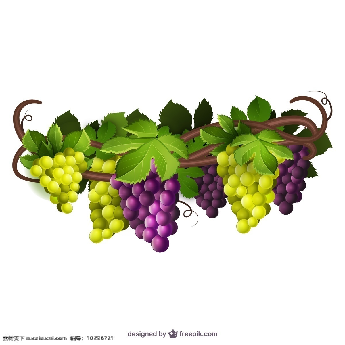 葡萄藤 矢量 葡萄 水果 紫葡萄 绿葡萄 矢量图 高清图片