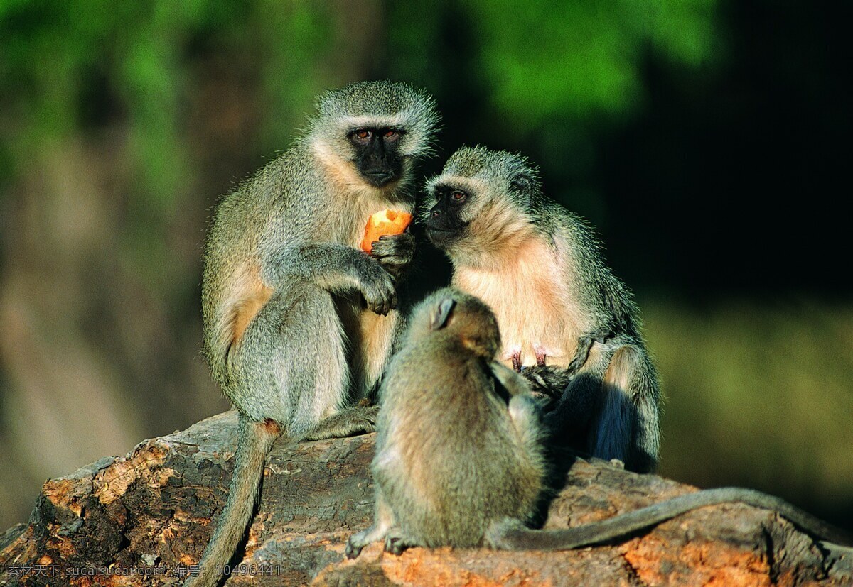 猿类 猿人 猿科动物 动物 猴子 猿