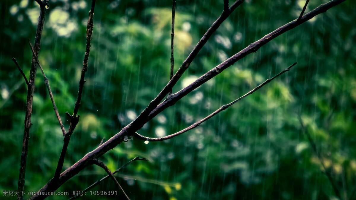 雨中的植物 雨 谷雨 下雨天 植物 清明 自然景观 自然风景