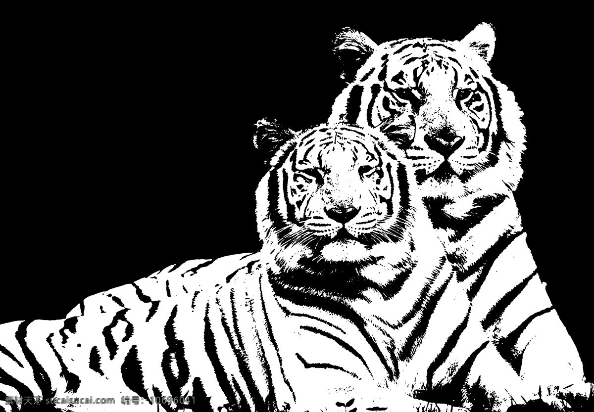黑白 黑白图片 虎 绘画书法 欧式装饰画 文化艺术 装饰画 两 只 老虎 设计素材 模板下载 两只老虎 家居装饰素材