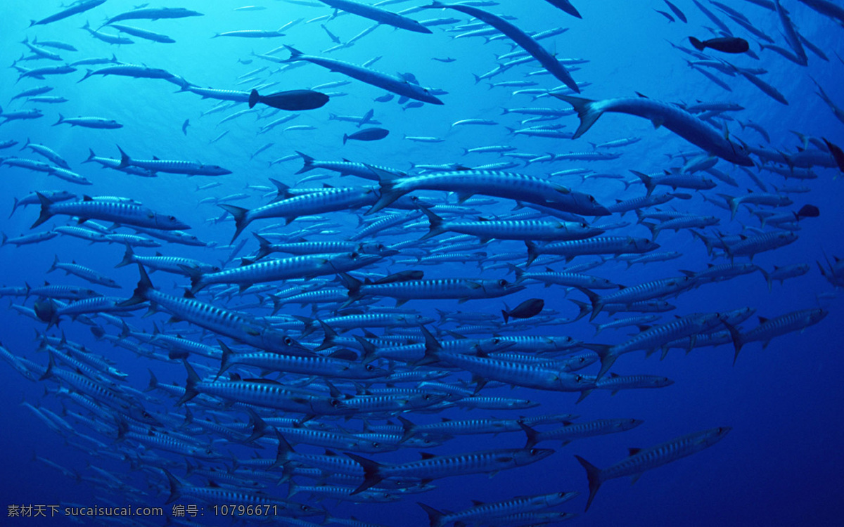 海底 深海 深海鱼 生物世界 鱼 鱼类 鱼群 底