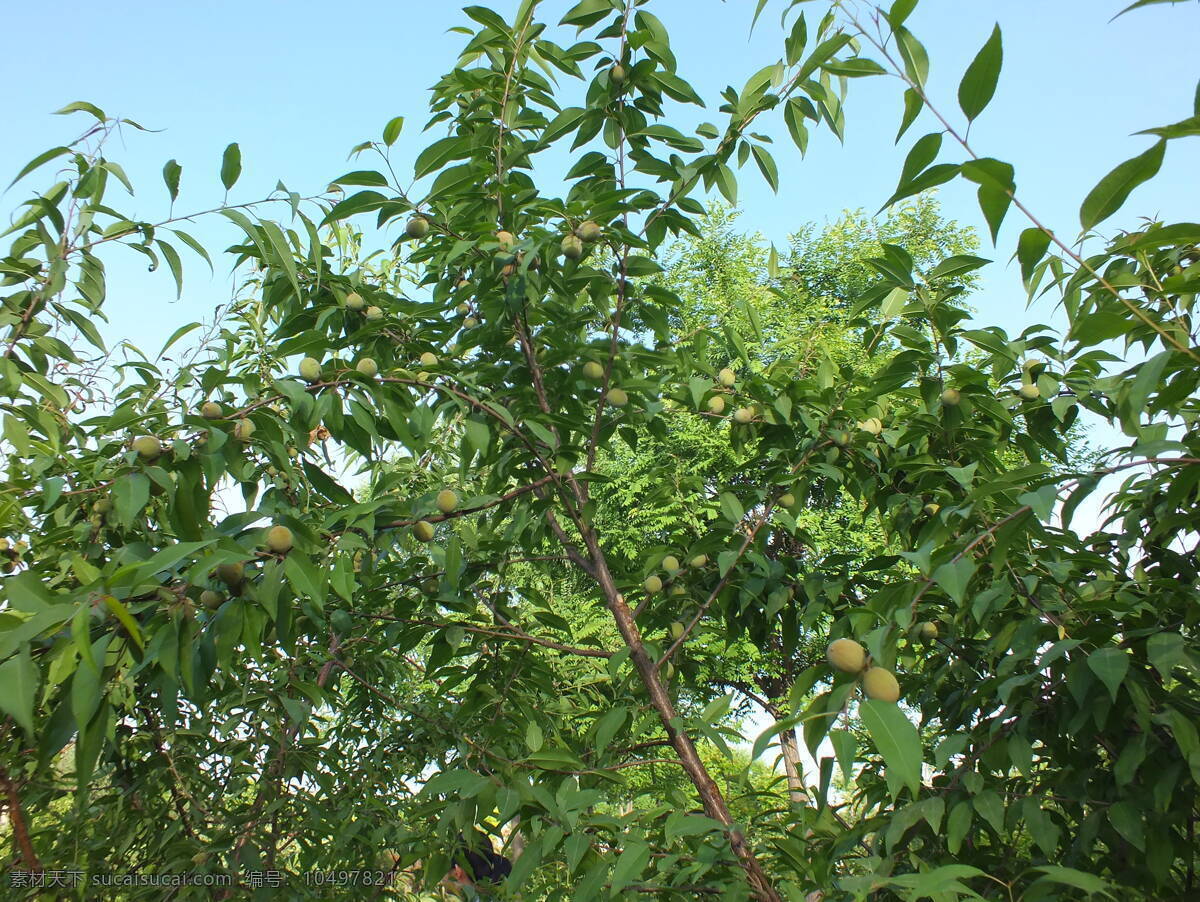 桃树 桃子 绿色植物 树木树叶 生物世界