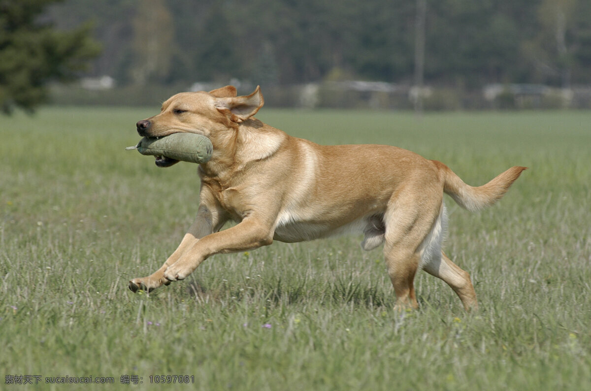 草地 上 奔跑 狗 小狗 犬 小狗图片 宠物狗 名贵犬种 宠物狗图片 可爱 小狗图片大全 宠物 小动物 陆地动物 生物世界 灰色