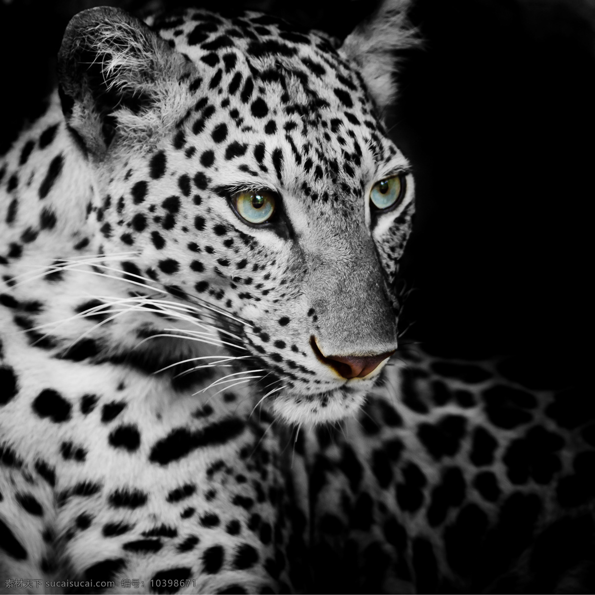 豹子头部摄影 豹子 猎豹 野生动物 动物摄影 动物世界 陆地动物 生物世界 黑色