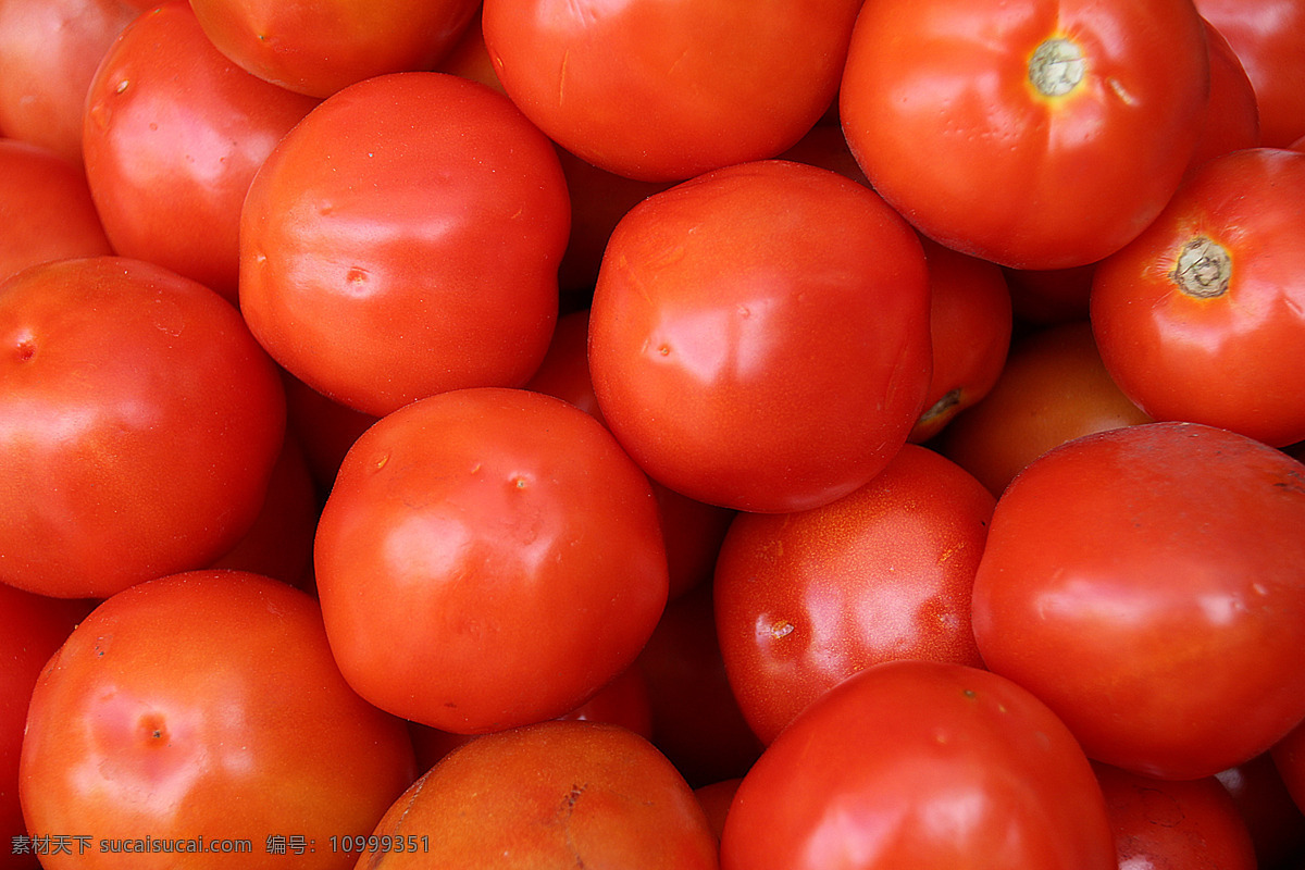 西红柿图片 西红柿 番茄 柿子 有机蔬菜 绿色蔬菜 农产品 菜篮子 生态农业 种植业 生物世界 蔬菜