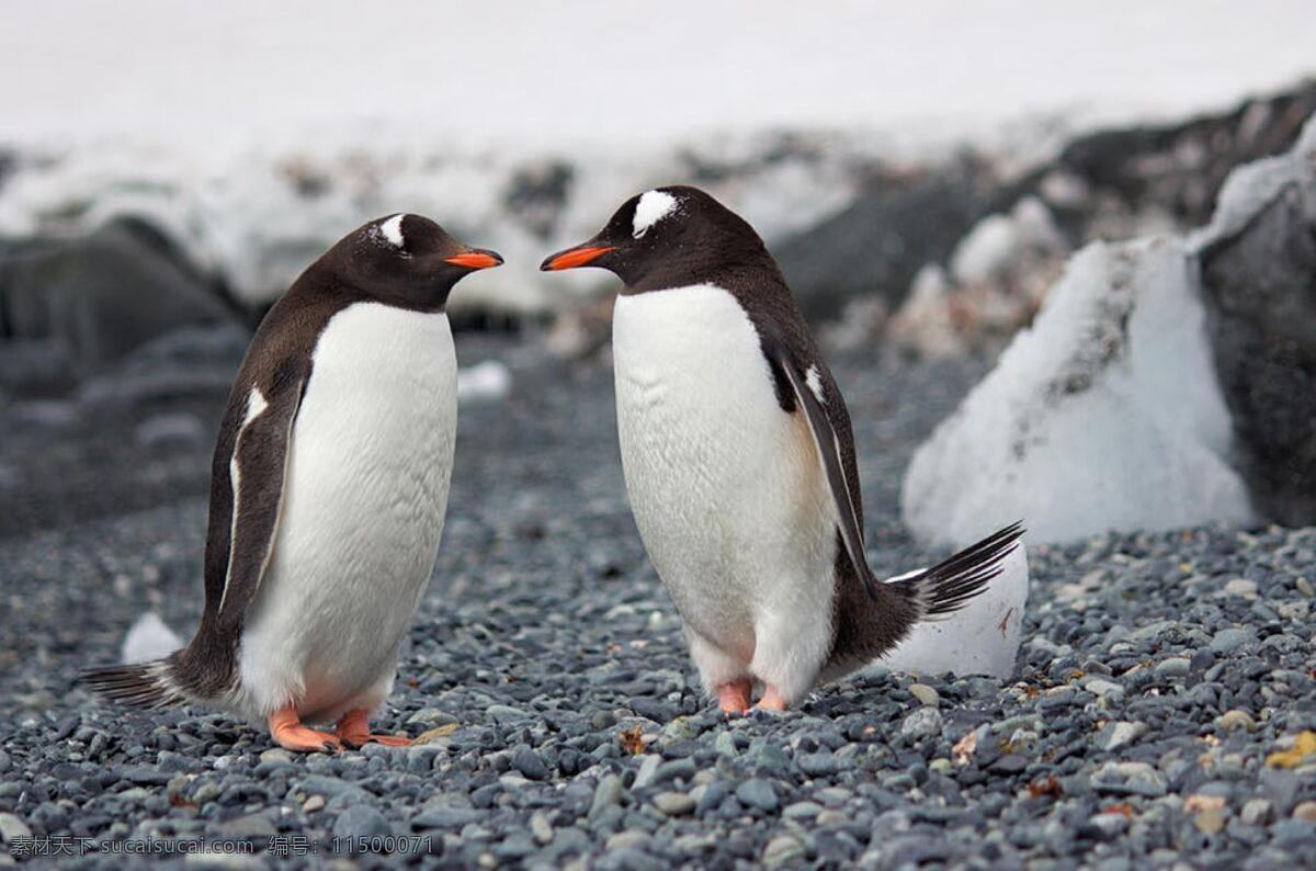 企鹅的对视 企鹅 对视 岩石 白色 黑色羽毛 生物世界 海洋生物