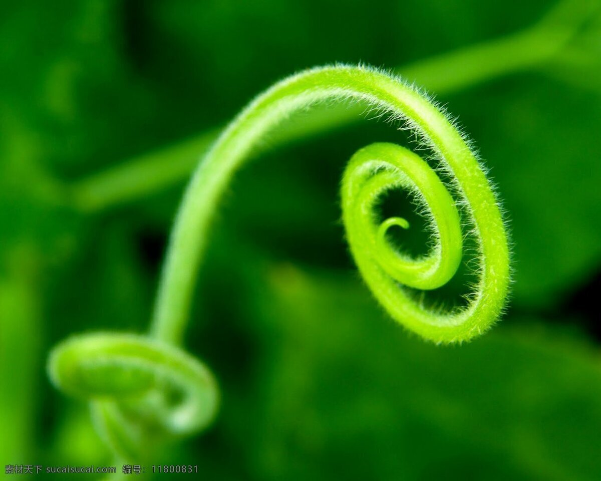 高清 植物 藤蔓 矢量 壁纸 大自然 藤 家居装饰素材 壁纸墙画壁纸