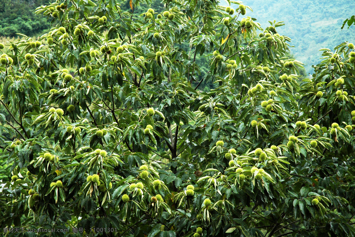 板栗 绿叶 树枝 树木 天空 果实 树木树叶 生物世界