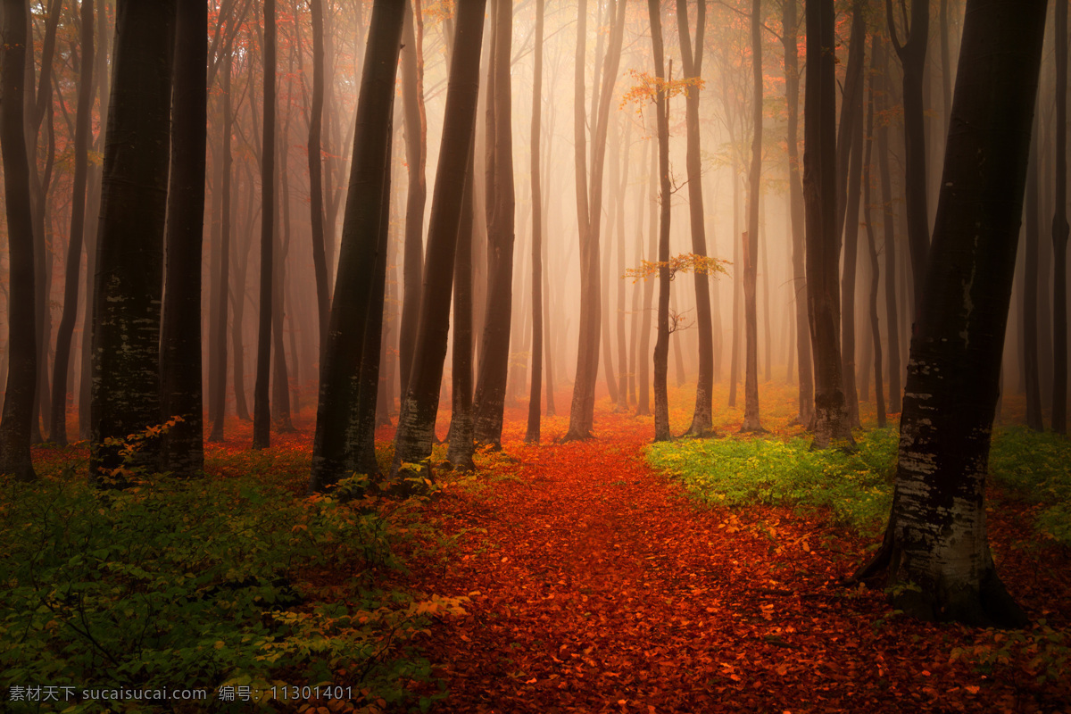 雾气 弥漫 漂亮 树林 雾气弥漫 漂亮树林 树木 红色地面 山水风景 风景图片