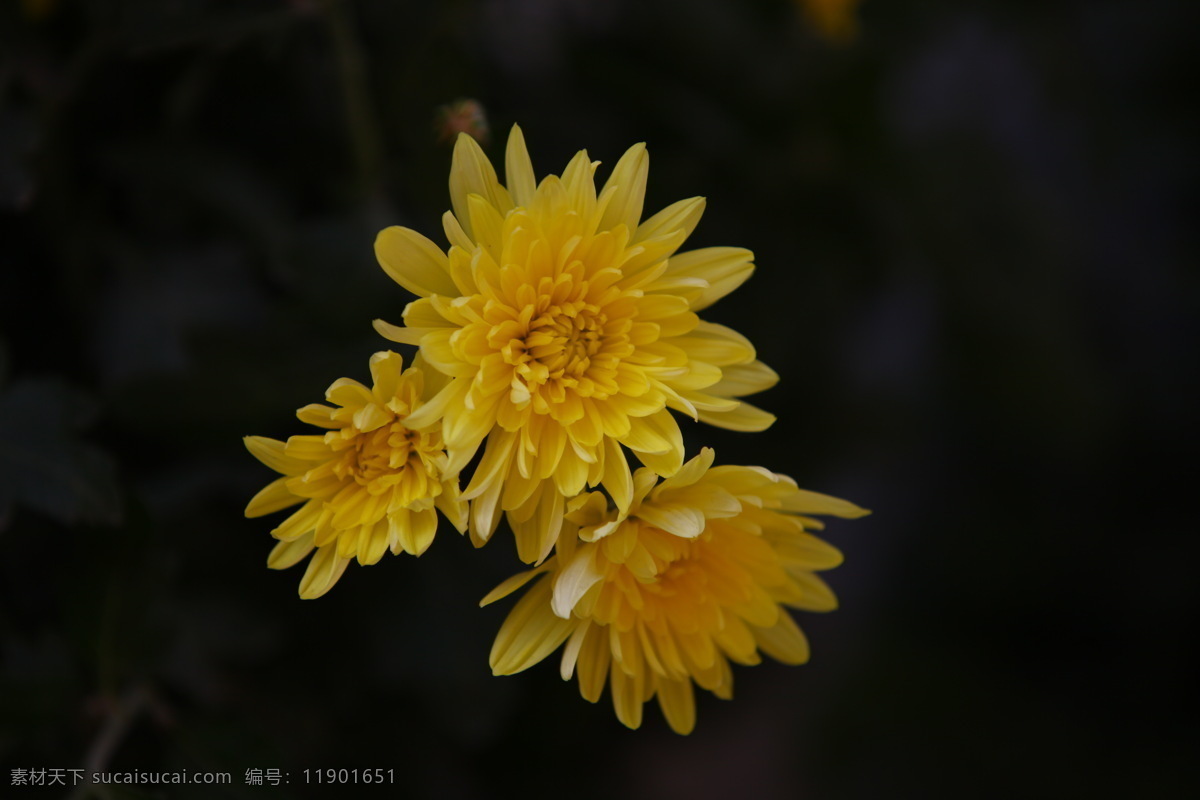 三朵黄色菊花 三朵菊花 菊花 黄色菊花 金色菊花 菊花特写 花 生物世界 花草