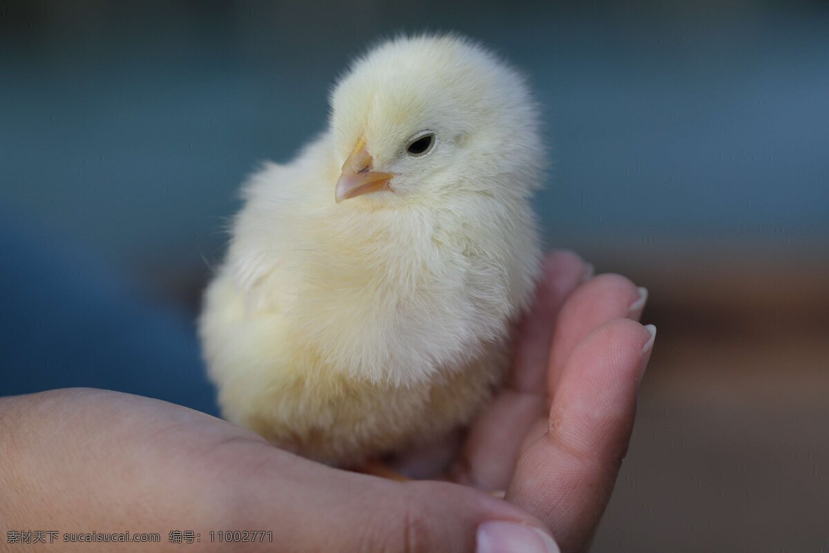 绒毛鸡 小鸡 黄色的小鸡崽 鸡娃 手捧鸡崽 爱护 保护 生命 小生命 守护 呵护 生物世界 家禽家畜 矢量图库 各种动物 野生动物