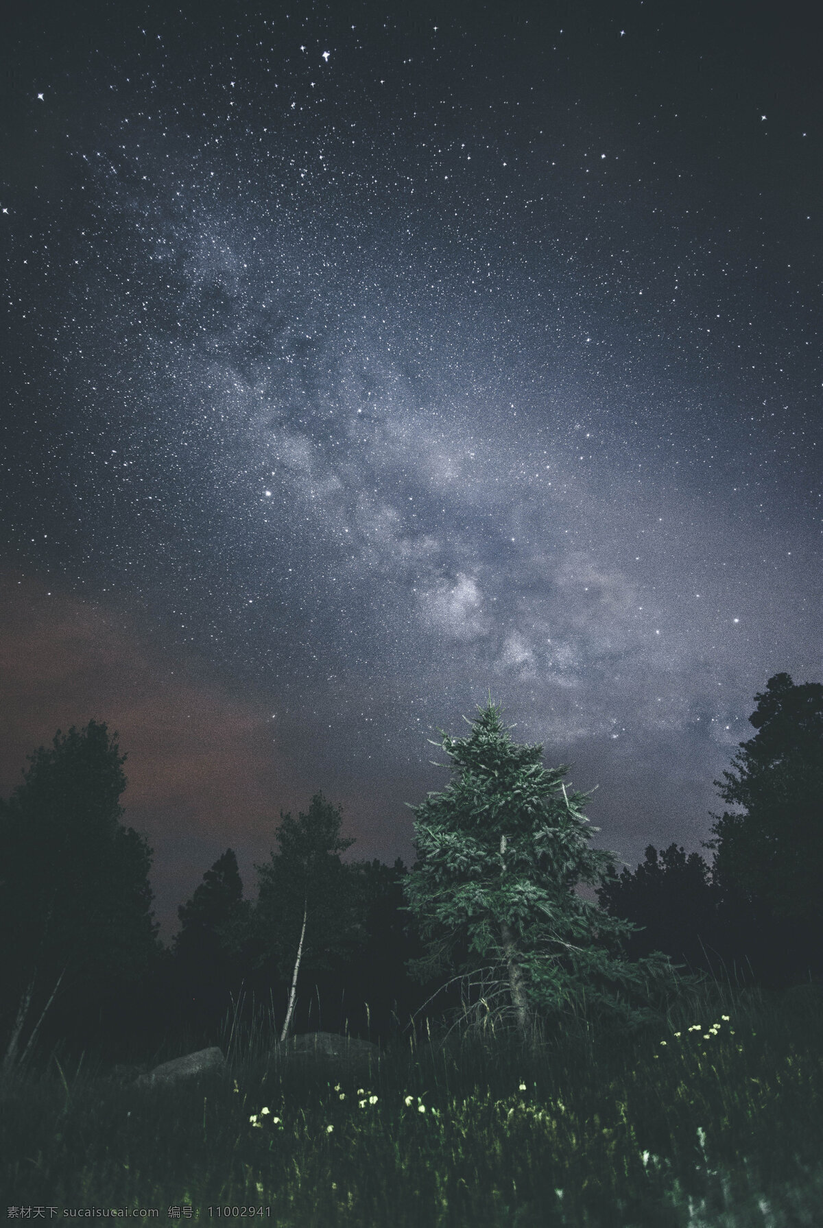 森林星空 星空 森林 树林 树 黑夜 星星 璀璨 夜晚 高清 风景 自然景观 自然风景