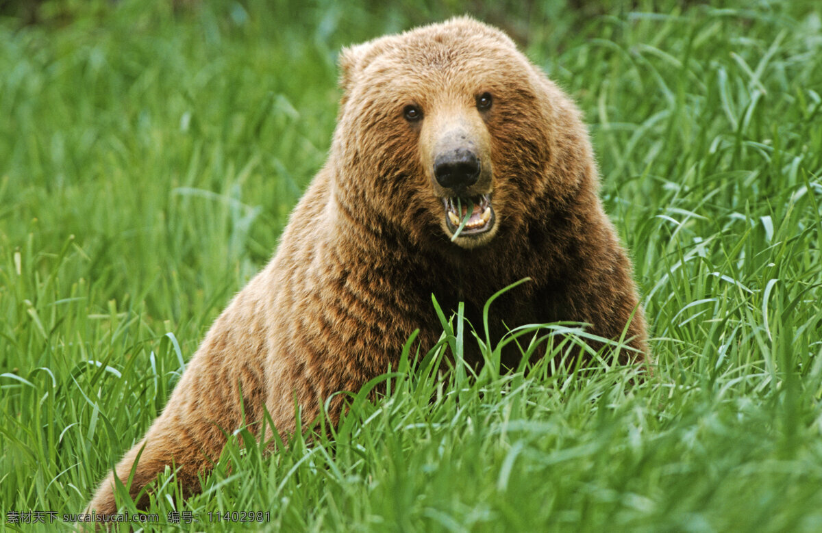 吃 草 棕熊 脯乳动物 保护动物 熊 狗熊 野生动物 动物世界 摄影图 陆地动物 生物世界