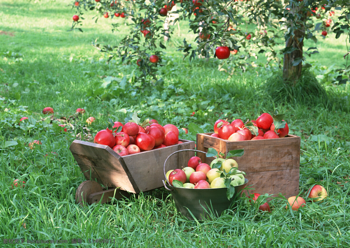 苹果 素材图片 苹果树 树叶 水果箱 水果 果子 生物世界 摄影图片 水果图片 水果素材 绿色 健康水果 草地 新鲜水果 苹果图片 餐饮美食