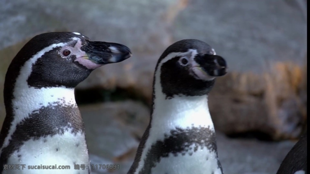 视频背景 实拍视频 视频 视频素材 视频模版 企鹅 动物 鸟类 鸟类视频