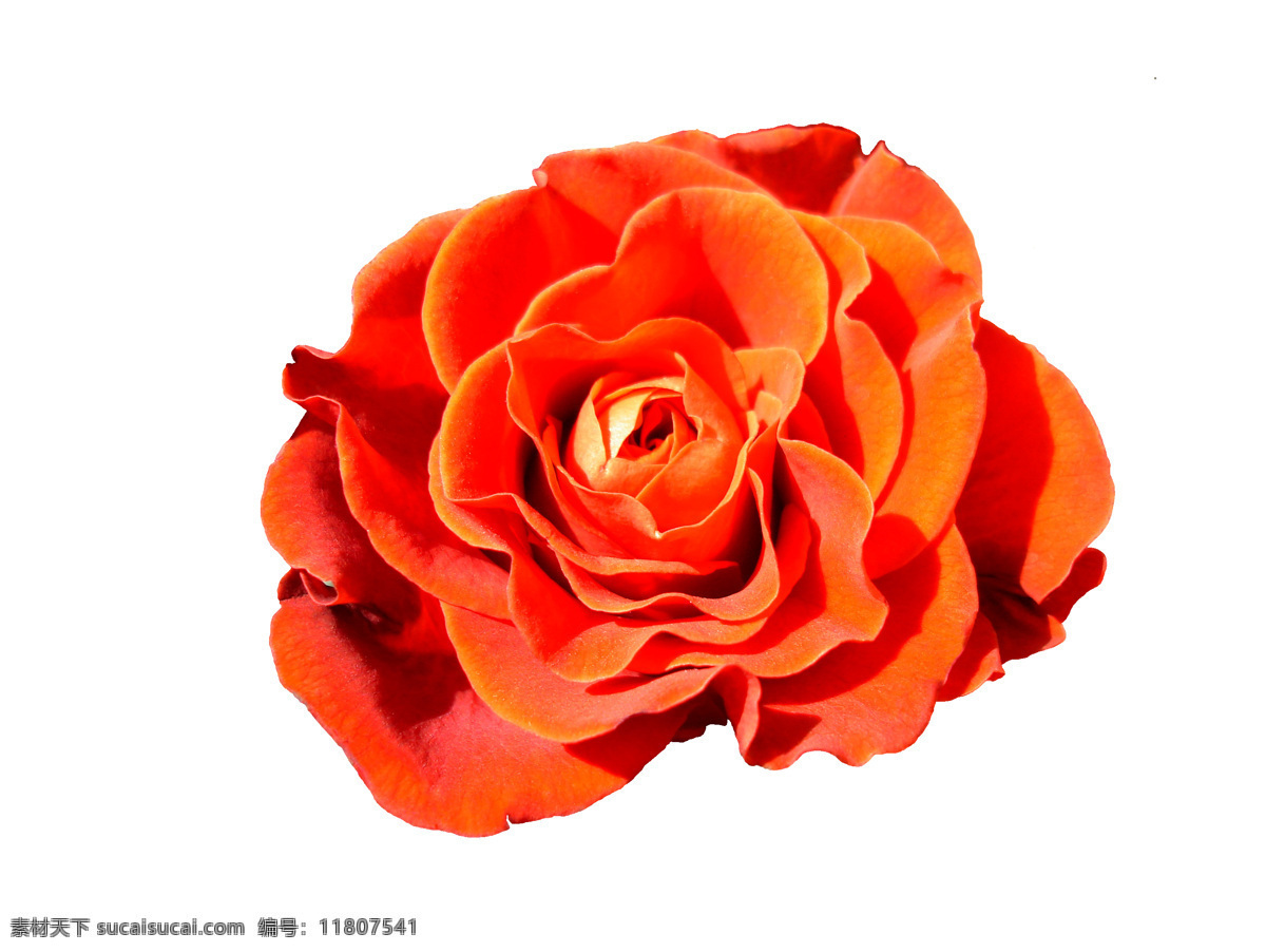 鲜艳 橙色 玫瑰花 美丽鲜花 花朵 花卉 鲜花背景 花草树木 橙色玫瑰花 生物世界