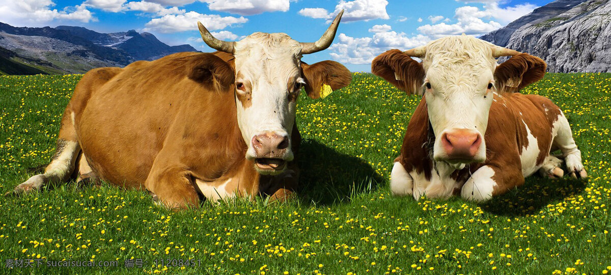肉牛 牛 牛高清 牛高清图片 牛素材 奶牛 黑牛 大黑牛 牛牛 牛图片 牛摄影图 牛卡通 牛宝宝 蒙古牛