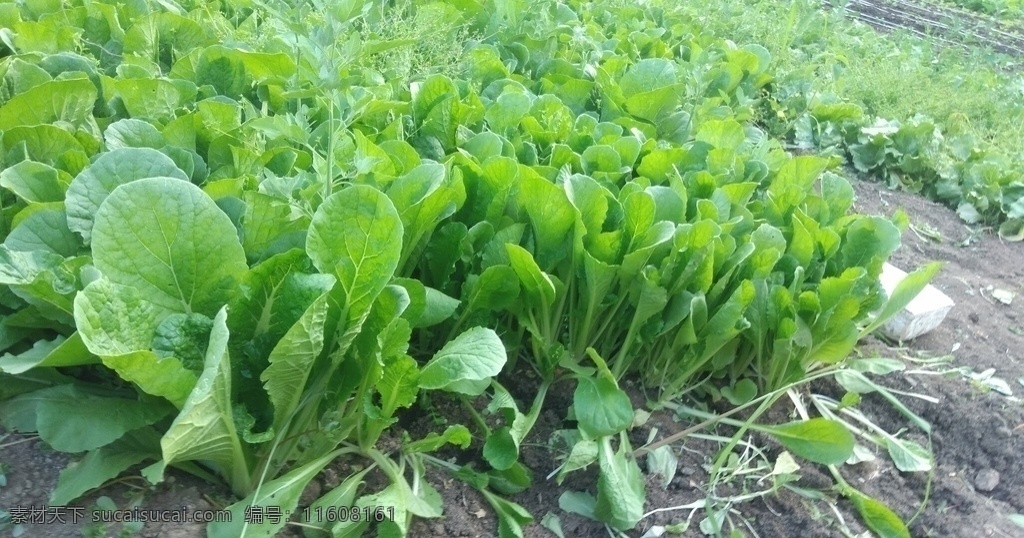 小白菜 蔬菜 有机 绿色 无公害 有机蔬菜 健康 安全 营养 美味 食材 植物 生物世界