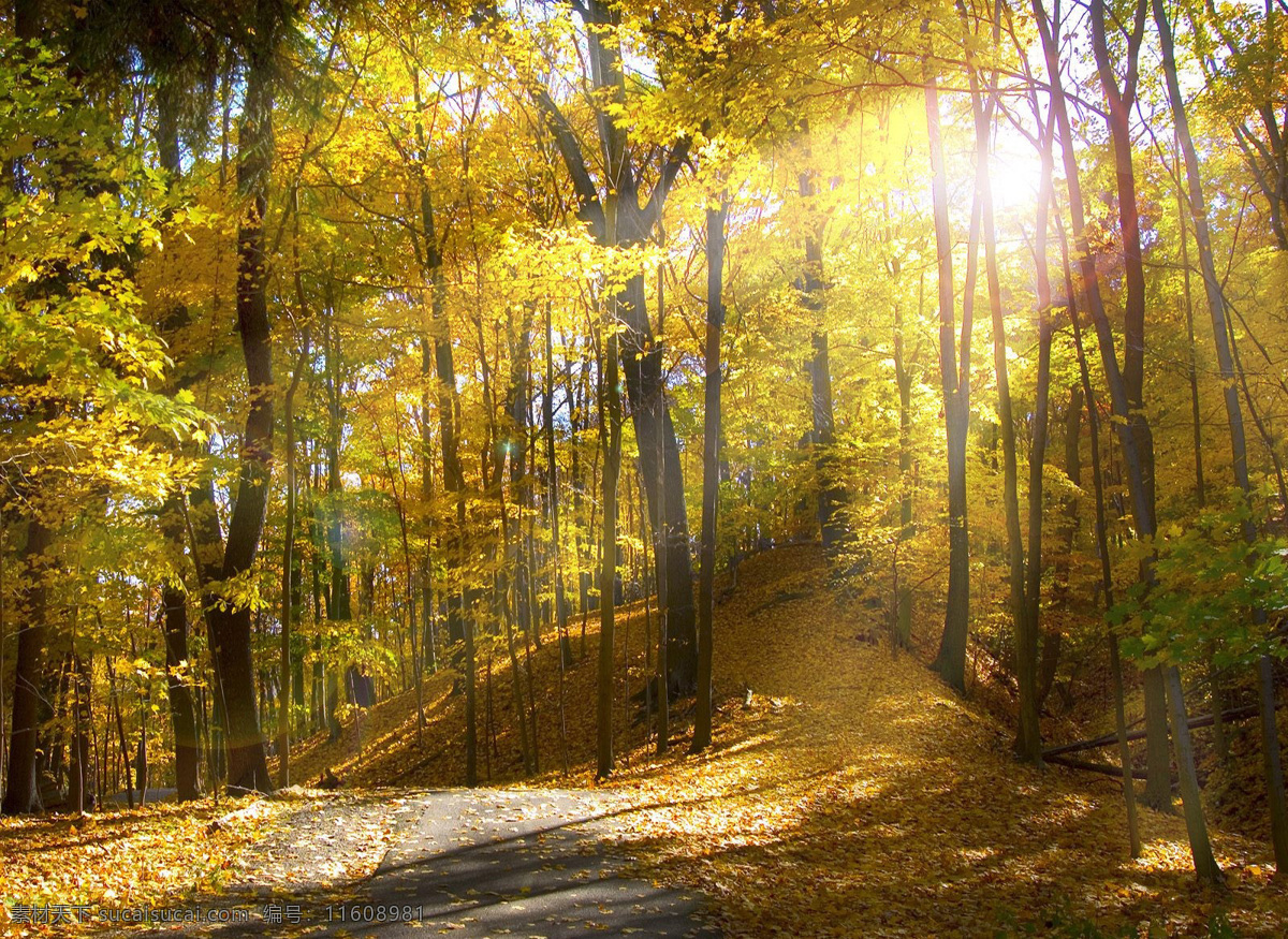阳光森林 阳光下的森林 阳光 森林 树林 枫叶 金黄 黄叶 落叶 落叶满地 金黄的树叶 自然景观 山水风景 摄影图库