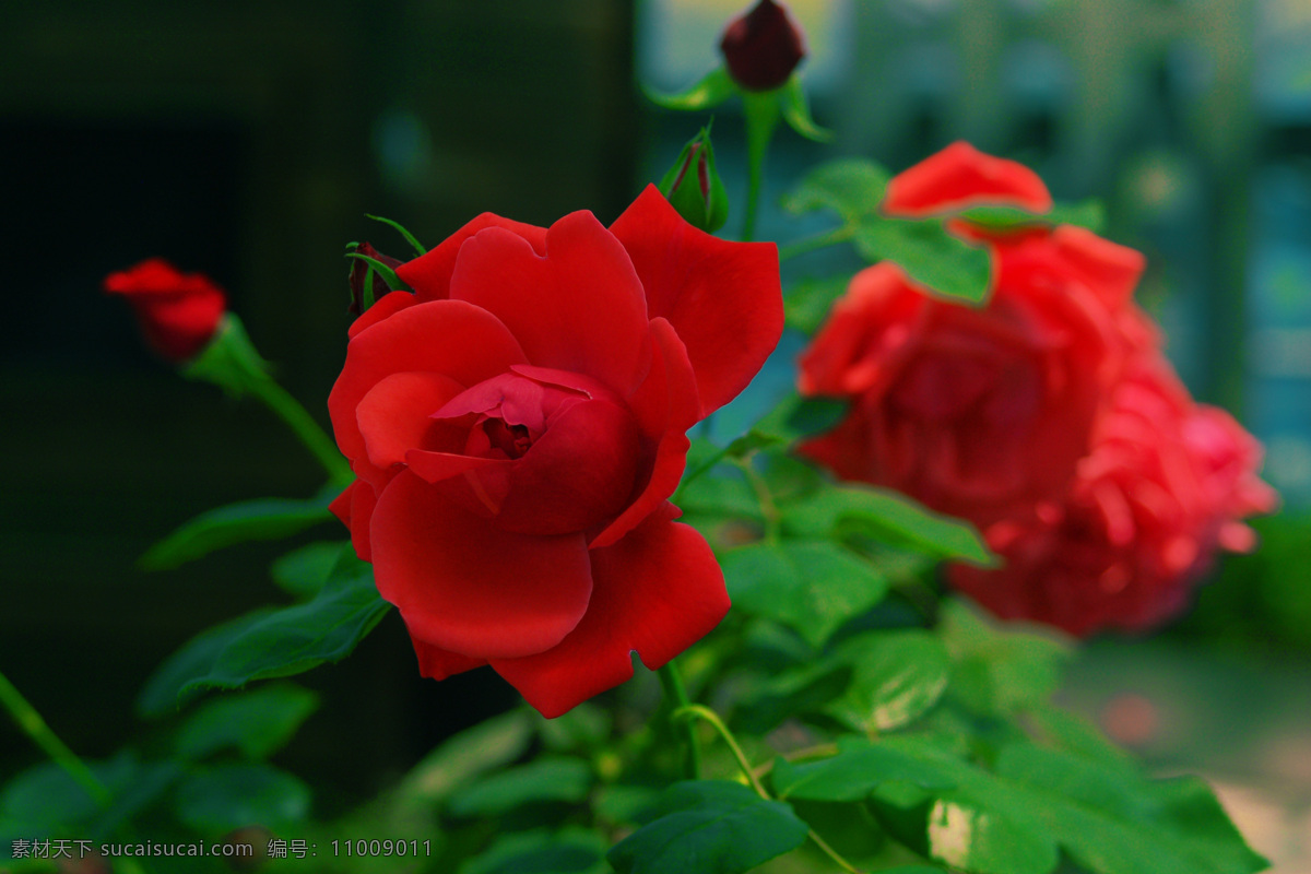 春天 红色 花苞 花草 季节 恋爱 绿色 青春 月季花 月季 祝福 娇艳 生物世界 psd源文件