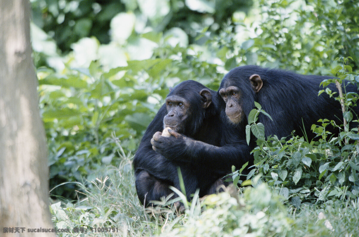 野山 里 猴子 非洲野生动物 动物世界 动物 jpg图片 非洲 野生动物 生物世界 摄影图片 脯乳动物 猴子高清图片 猴子写真 山野 野外 吃东西的猴子 观望 远方 陆地动物