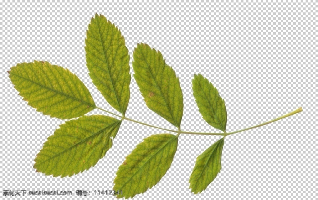 叶子 绿叶 花 自然 植物 户外 花艺 树叶素材 叶 春天 夏天 树叶 背景 美丽 花卉 花草 自然风景专辑 自然景观 自然风光 生物世界 树木树叶