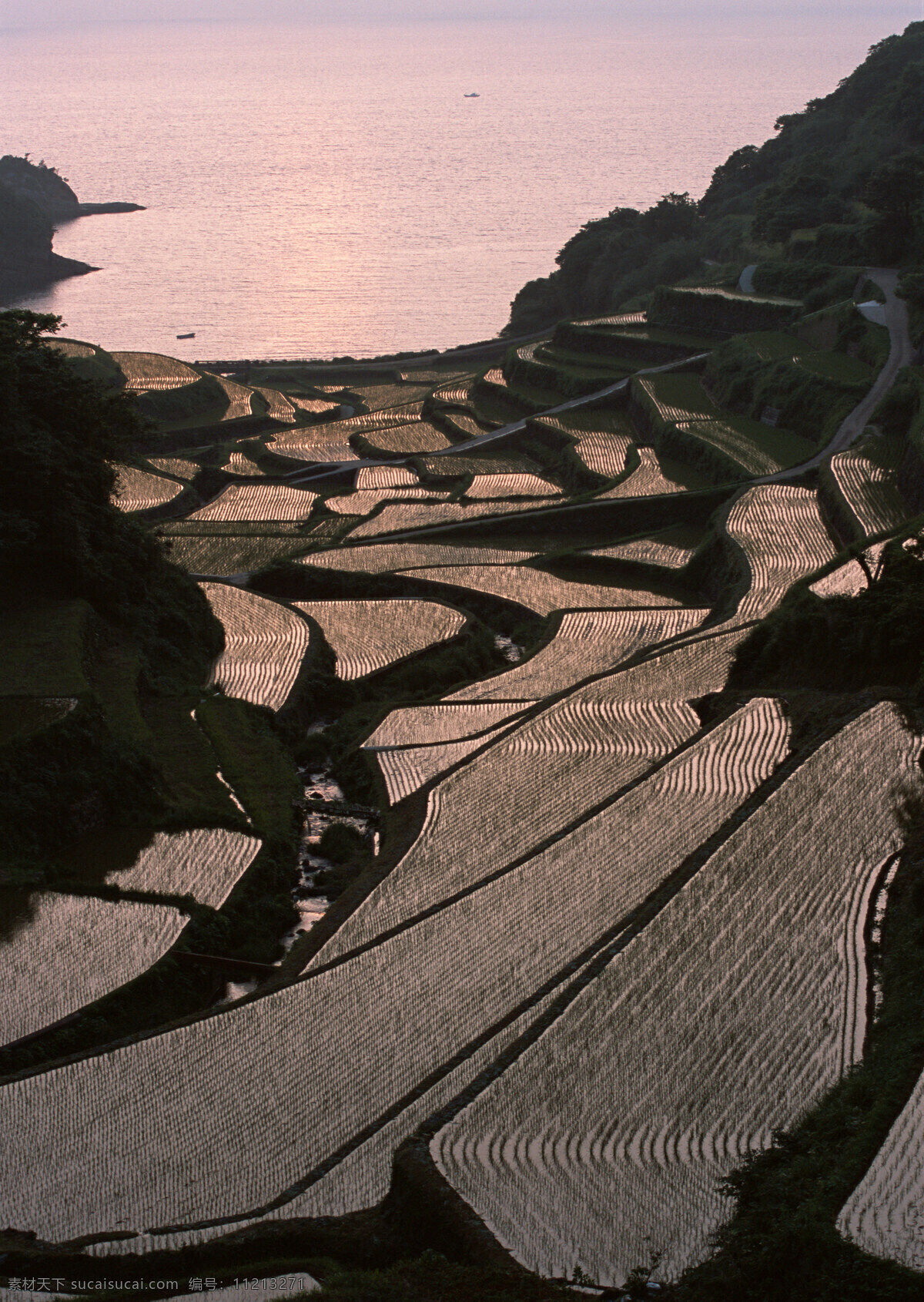 乡村 田园 田野 乡村田园图片 植物 庄稼 风景 生活 旅游餐饮