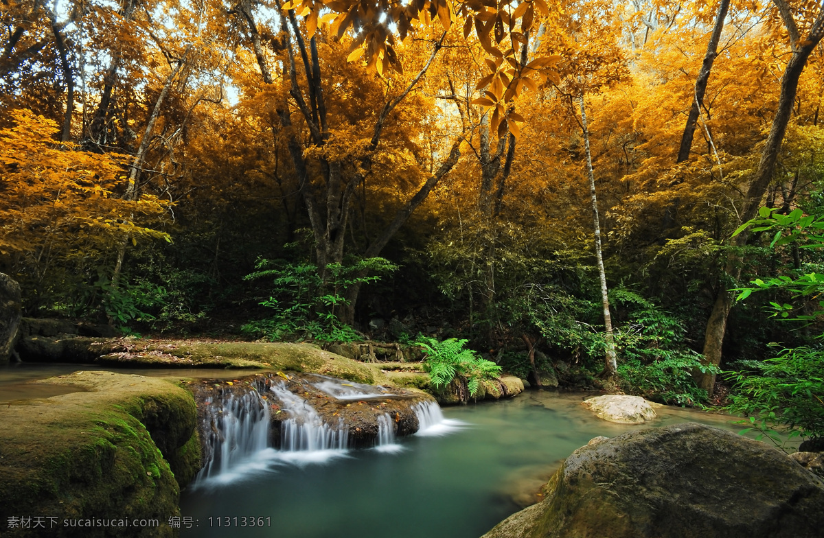 小溪 黄色 树林 景色 秋天树林 秋季美景 秋天景色 自然美景 道路风景 山水风景 风景图片