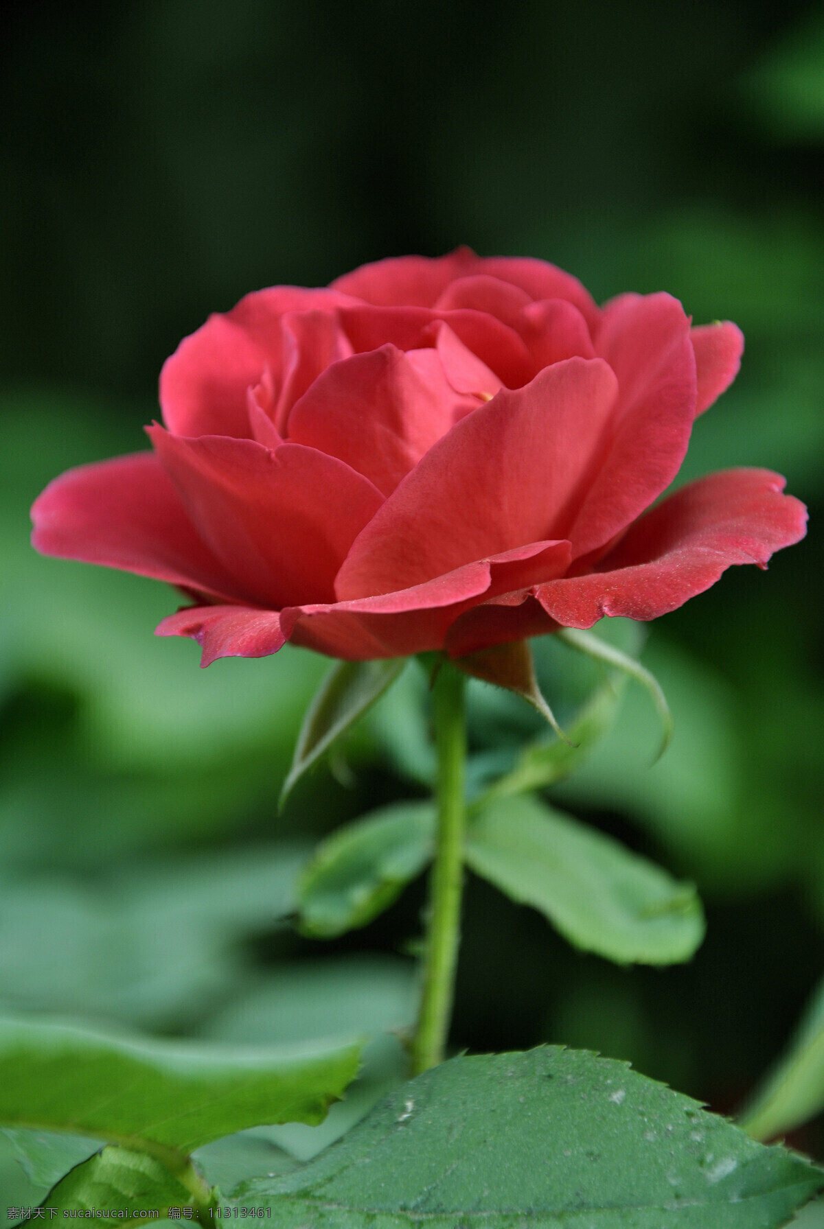 红玫瑰 高清 春花 春天 红花 红色 花草