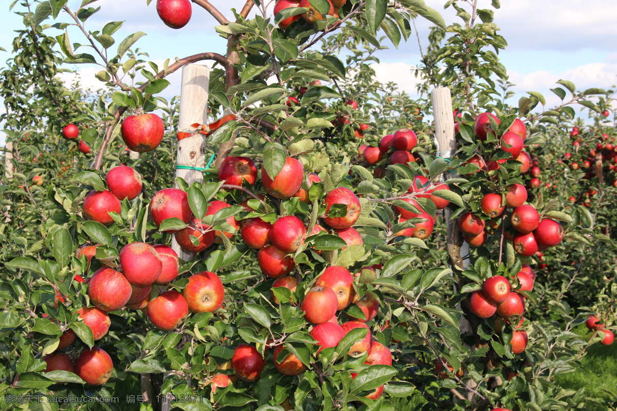 丰收的苹果 水果 美味 香甜 多汁 丰收 苹果 生物世界